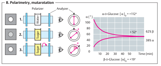 Mutarotation of Carbohydrates. Chemistry of Carbohydrates.
